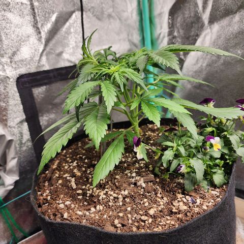 the Oracle (Livia Prime) growlog timeline photo