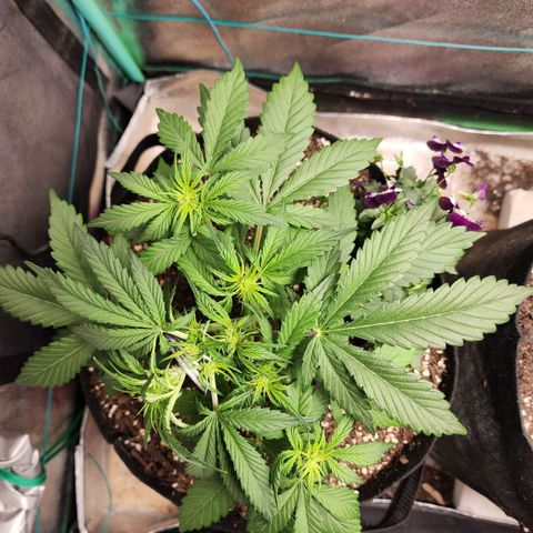 the Oracle (Livia Prime) growlog timeline photo