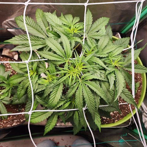 the Phalanx (Fighter) growlog timeline photo