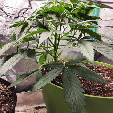 the Phalanx (Fighter) growlog timeline photo