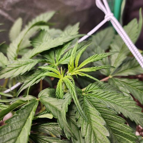 the Phalanx (Fighter) growlog timeline photo