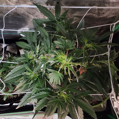 the Phalanx (Fighter) growlog timeline photo