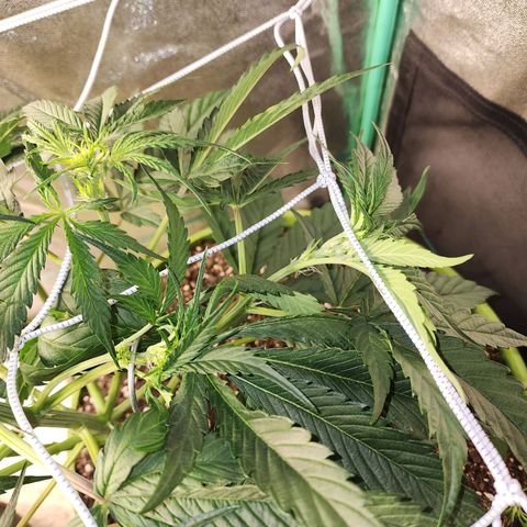the Phalanx (Fighter) growlog timeline photo