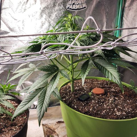 the Phalanx (Fighter) growlog timeline photo