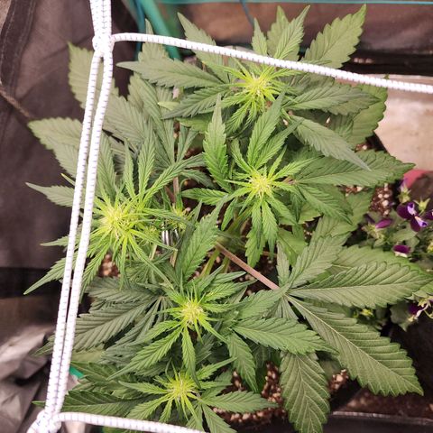 the Oracle (Livia Prime) growlog timeline photo