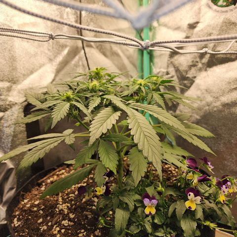 the Oracle (Livia Prime) growlog timeline photo