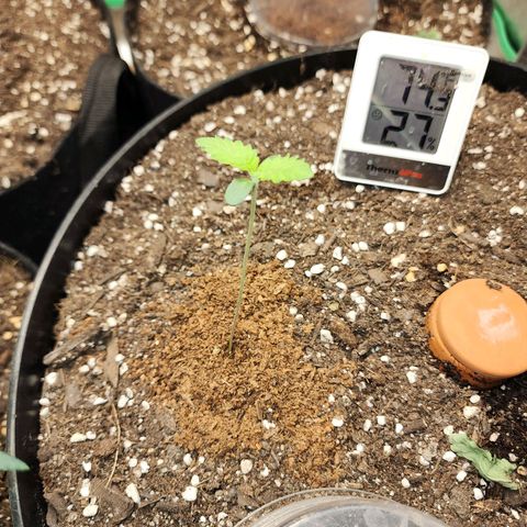 the Bloodrager growlog timeline photo