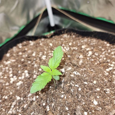 the Esoteric (Magus) growlog timeline photo