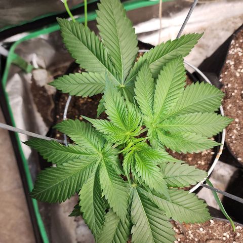 the Kineticist growlog timeline photo