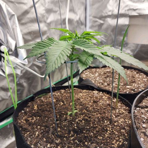 the Kineticist growlog timeline photo