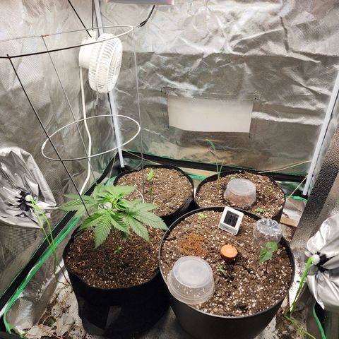 the Esoteric (Magus) growlog timeline photo