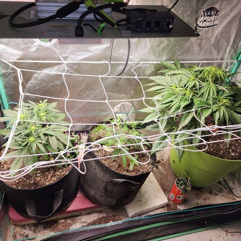 the Esoteric (Magus) growlog timeline photo