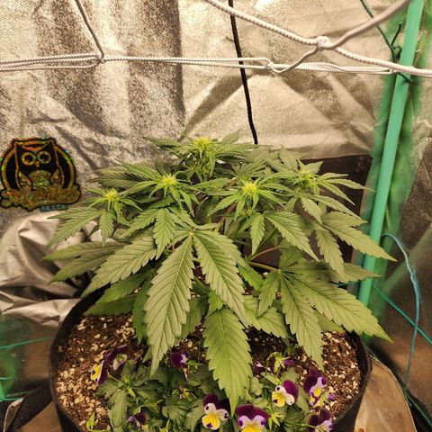 the Oracle (Livia Prime) growlog timeline photo