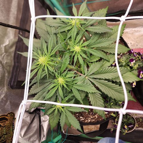 the Oracle (Livia Prime) growlog timeline photo