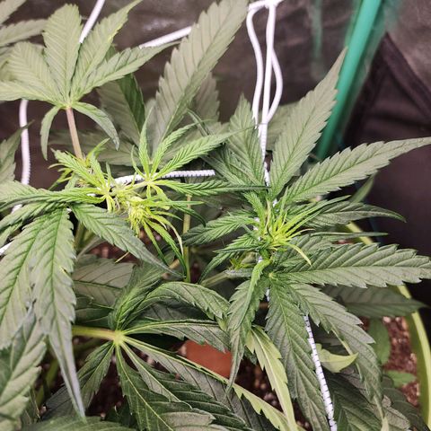 the Phalanx (Fighter) growlog timeline photo