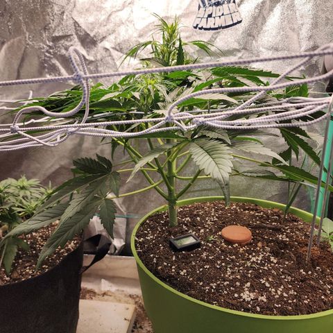 the Phalanx (Fighter) growlog timeline photo