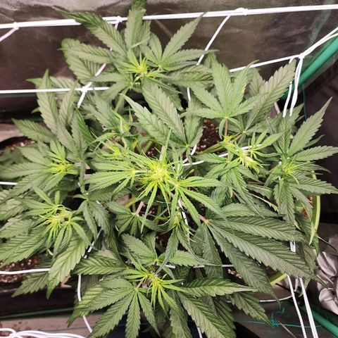the Phalanx (Fighter) growlog timeline photo