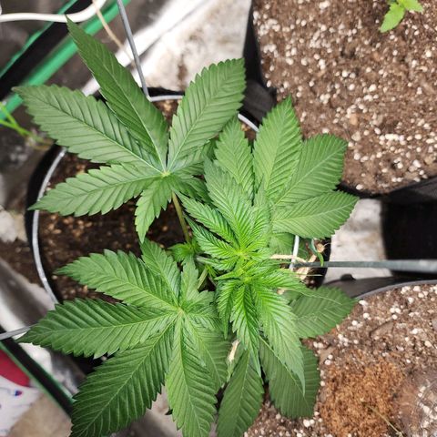 the Kineticist growlog photo: Starting the process of tying her around the cage gently