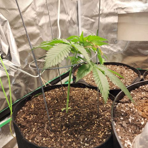 the Kineticist growlog photo: Starting the process of tying her around the cage gently