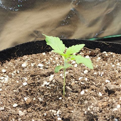 the Esoteric (Magus) growlog timeline photo