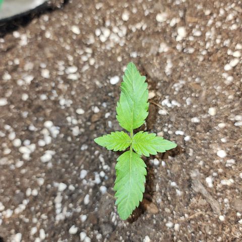 the Esoteric (Magus) growlog timeline photo
