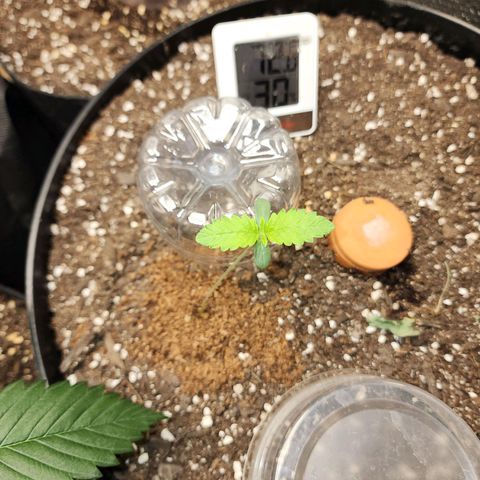 the Bloodrager growlog timeline photo
