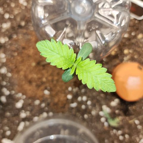 the Bloodrager growlog timeline photo