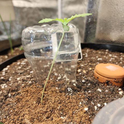 the Bloodrager growlog timeline photo