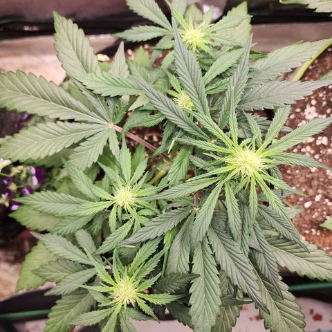 the Oracle (Livia Prime) growlog timeline photo