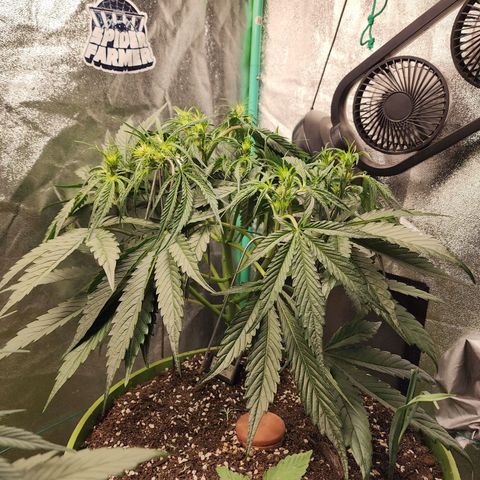 the Phalanx (Fighter) growlog timeline photo