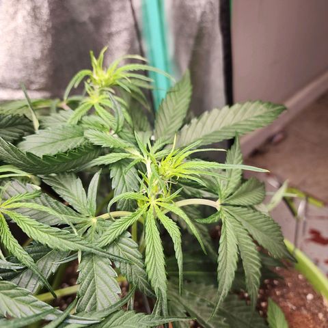 the Phalanx (Fighter) growlog timeline photo