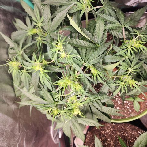 the Phalanx (Fighter) growlog timeline photo