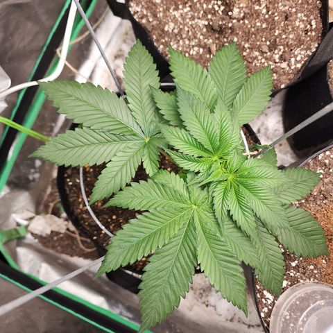 the Kineticist growlog timeline photo