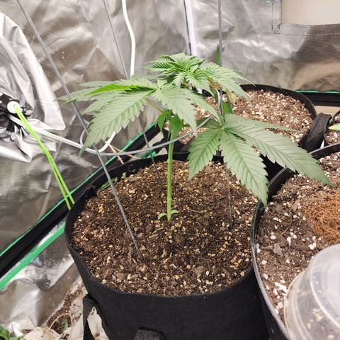 the Kineticist growlog timeline photo