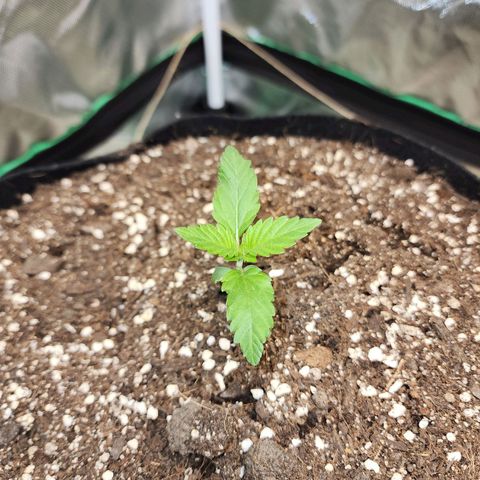 the Esoteric (Magus) growlog timeline photo
