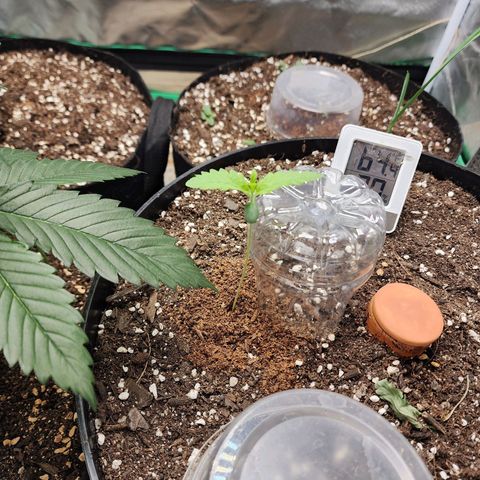 the Bloodrager growlog timeline photo