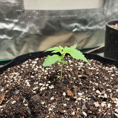 the Esoteric (Magus) growlog timeline photo