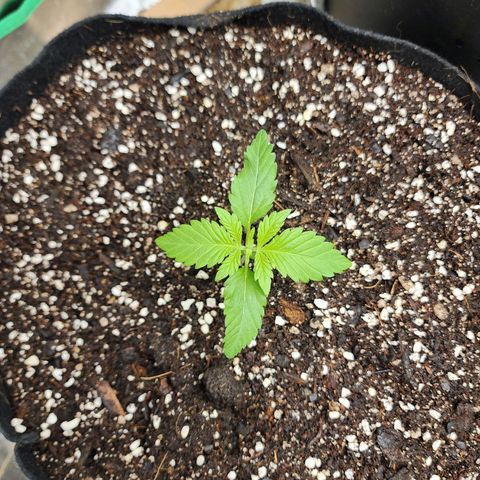 the Esoteric (Magus) growlog timeline photo