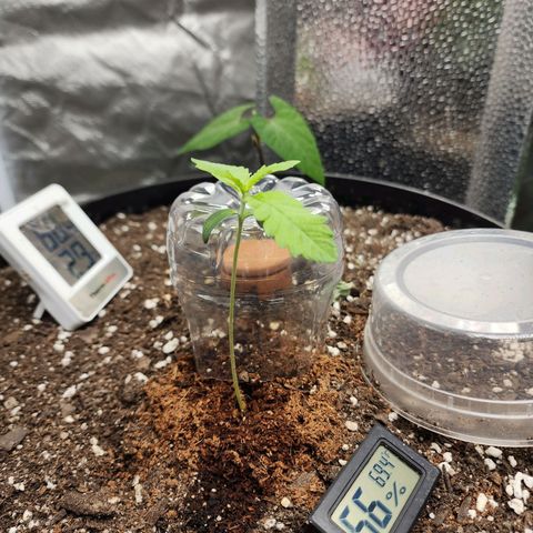 the Bloodrager growlog timeline photo