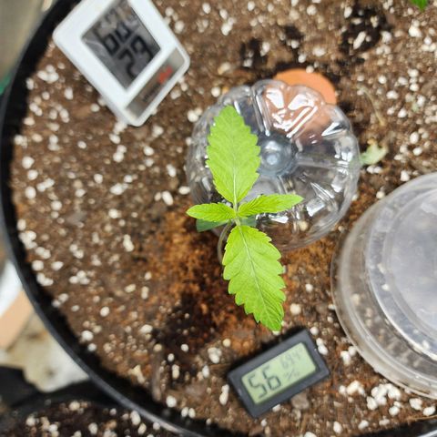 the Bloodrager growlog timeline photo