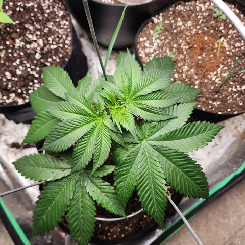 the Kineticist growlog timeline photo
