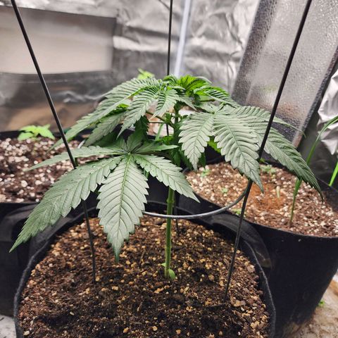 the Kineticist growlog timeline photo