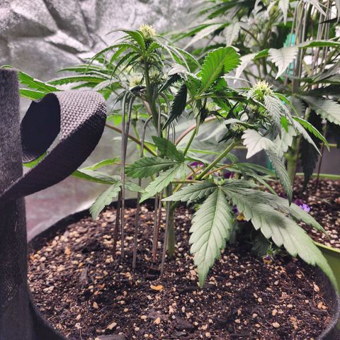 the Oracle (Livia Prime) growlog timeline photo