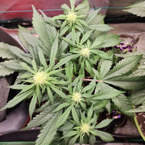 the Oracle (Livia Prime) growlog timeline photo