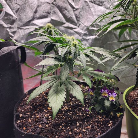 the Oracle (Livia Prime) growlog timeline photo