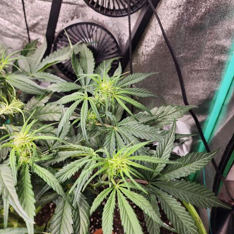 the Phalanx (Fighter) growlog timeline photo