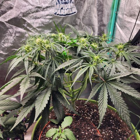 the Phalanx (Fighter) growlog timeline photo