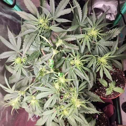 the Phalanx (Fighter) growlog timeline photo