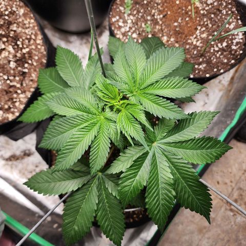 the Kineticist growlog timeline photo