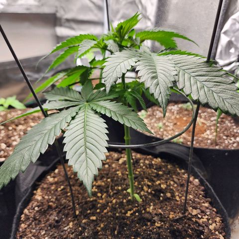 the Kineticist growlog timeline photo